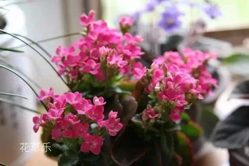露背毛衣动漫午夜131美女爱做视频，打破常规，展现别样魅力