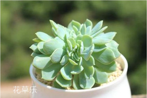 苹果酵素吃法午夜131美女爱做视频，解锁健康生活新秘籍