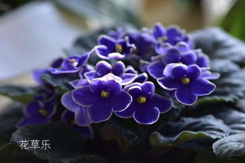 掏米水福利精品一区二区三区在线观看，古老智慧的现代魅力，揭示生活中的绿色宝藏